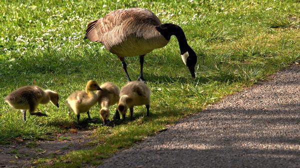 /Images/uploads/Sonoma County Regional Parks Foundation/springlake50/entries/28904thumb.jpg